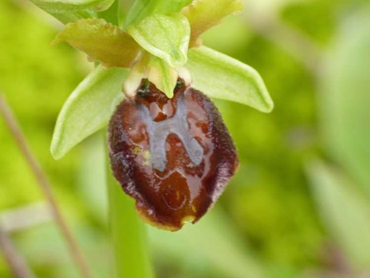 Ophrys sphegodes